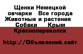 Щенки Немецкой овчарки - Все города Животные и растения » Собаки   . Крым,Красноперекопск